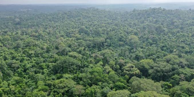 forests in Nigeria