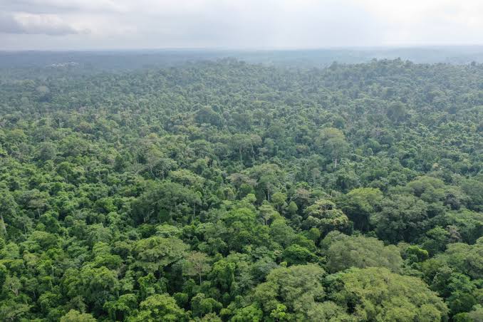 forests in Nigeria