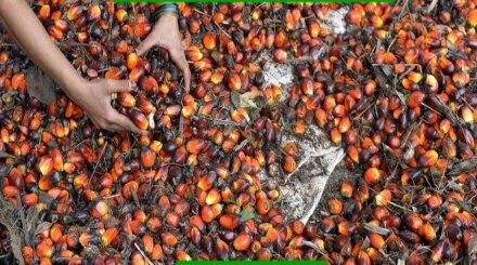 palm-oil-producing-states-in-Nigeria