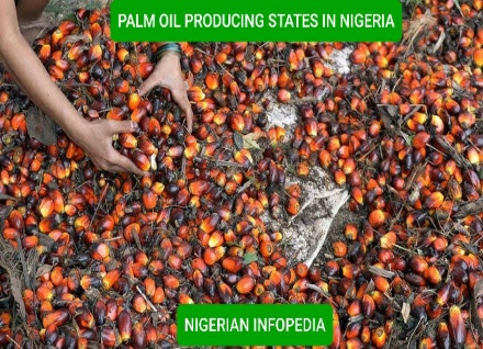 palm-oil-producing-states-in-Nigeria